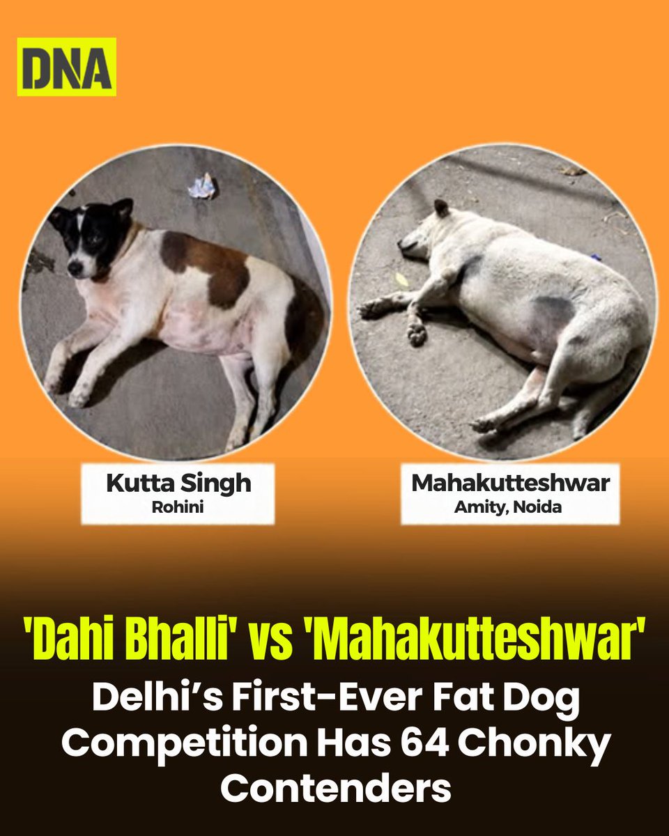 dna's tweet photo. Delhi is hosting its first-ever online Fat Dog competition, with 64 chonky contenders competing for the title of the capital’s fattest dog. From “Dahi Bhalli” to “Mahakutteshwar,” the contest is celebrating Delhi’s most adorable four-legged residents.

#Delhi #FatDogs #PetCompetition #dnadigital
