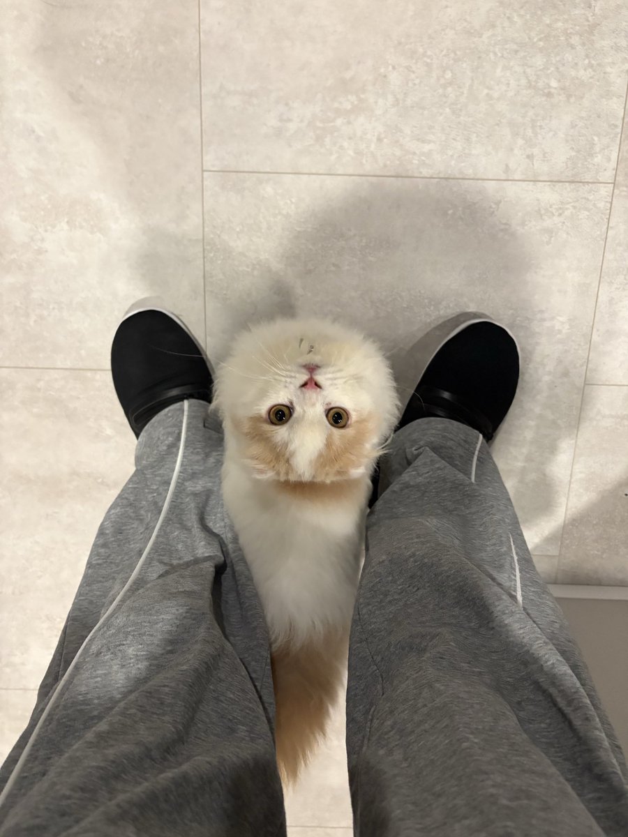 Sol_Uni_days's tweet photo. こんばんは🌝

この角度からの上目遣い、拒否できる人いますか？

#そるに #猫 #猫のいる暮らし #猫あるある #猫好きさんと繋がりたい #猫写真 #スコティッシュフォールド https://t.co/FJrYOuL1Wq