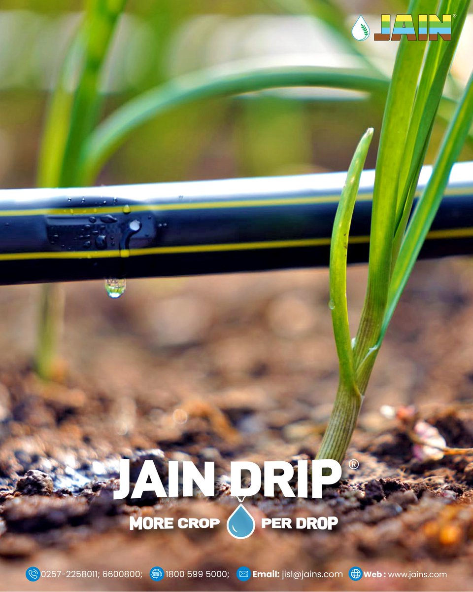 JainIrrigation's tweet photo. Feed the root, not the furrow. Jain Drip delivers water and nutrients right at the root zone, so growers use less and harvest more.

More crop per drop. 💧

#JainDrip #DripIrrigation #MoreCropPerDrop #WaterUseEfficiency https://t.co/ZxXXCM89fc