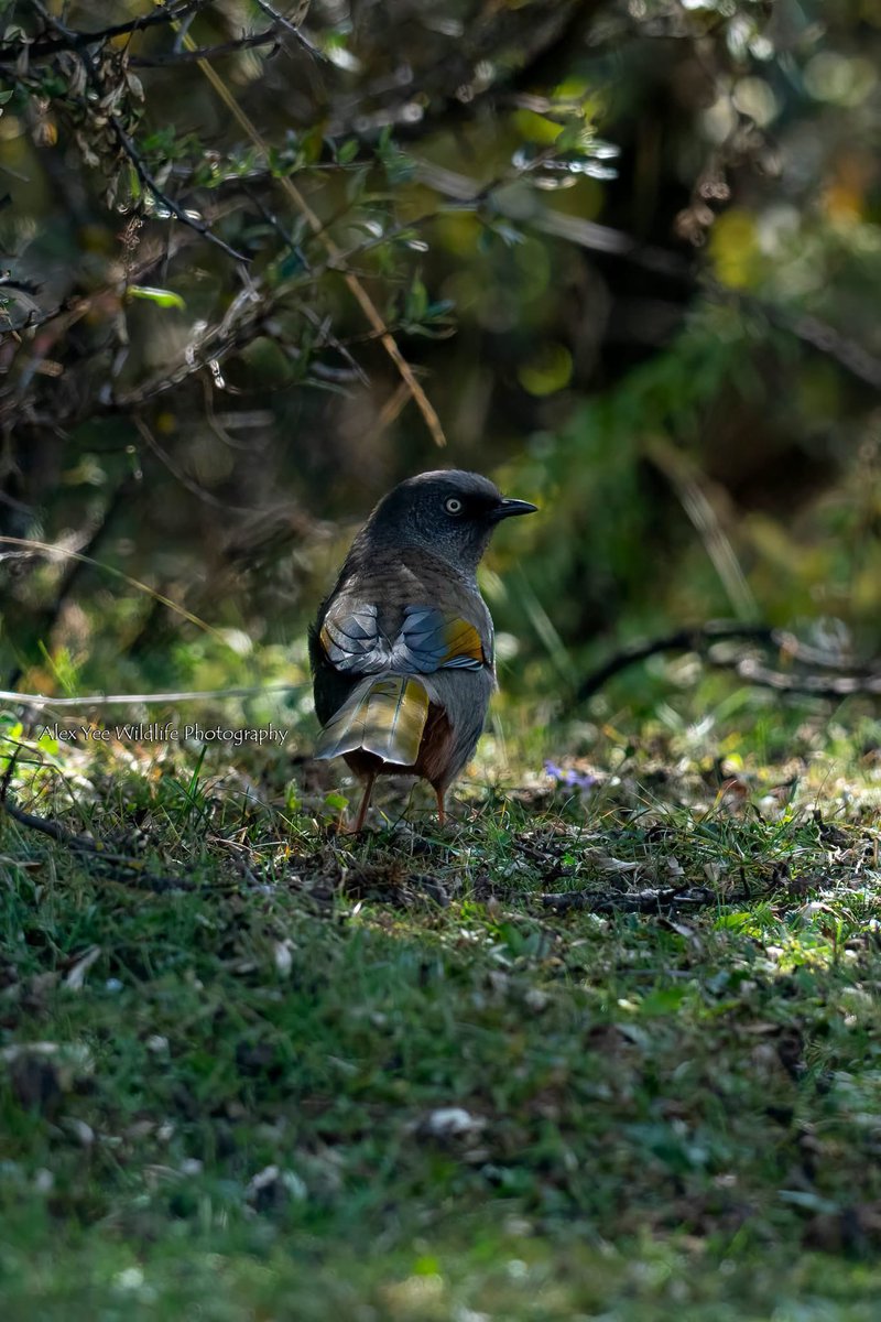 AlexBaling's tweet photo. Elliot's Laughingthrush
Moshi Park, China
Oct 2025
Sony A9+400800G

#birdwatching #birdphotography #BirdTwitter #BirdsSeenIn2025 #wildlife #china #yunnanbirds #chinabirds  #chinawildlife https://t.co/bBlGxC9SS9