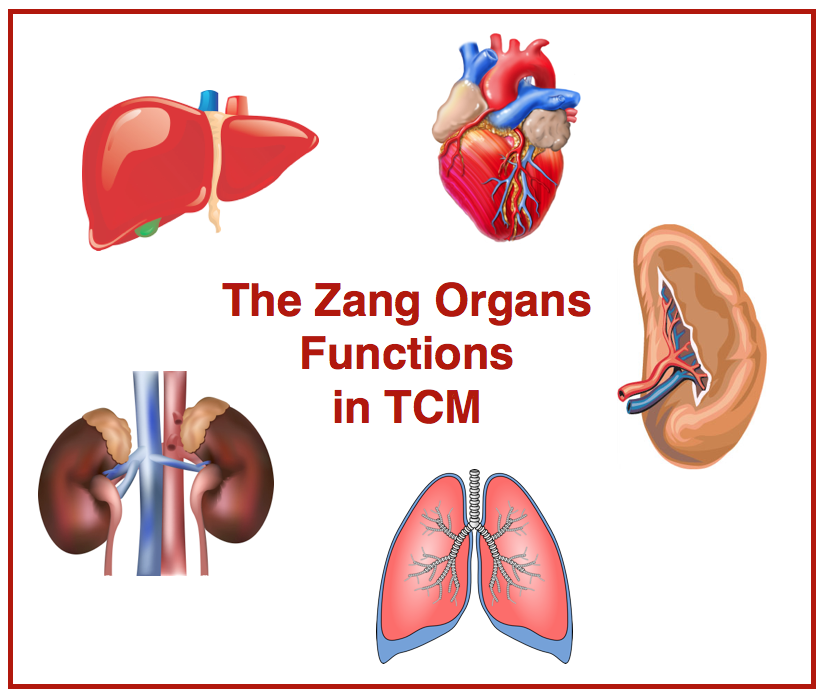 AcuProAcademy's tweet photo. How well do you know the Zang organs in TCM? ☯️
Understanding their functions is key to understanding TCM diagnosis. Learn more in this blog 👇
https://t.co/7tRp0aUpH3
#acupuncture #TCM #ZangFu https://t.co/CocTfaKf09