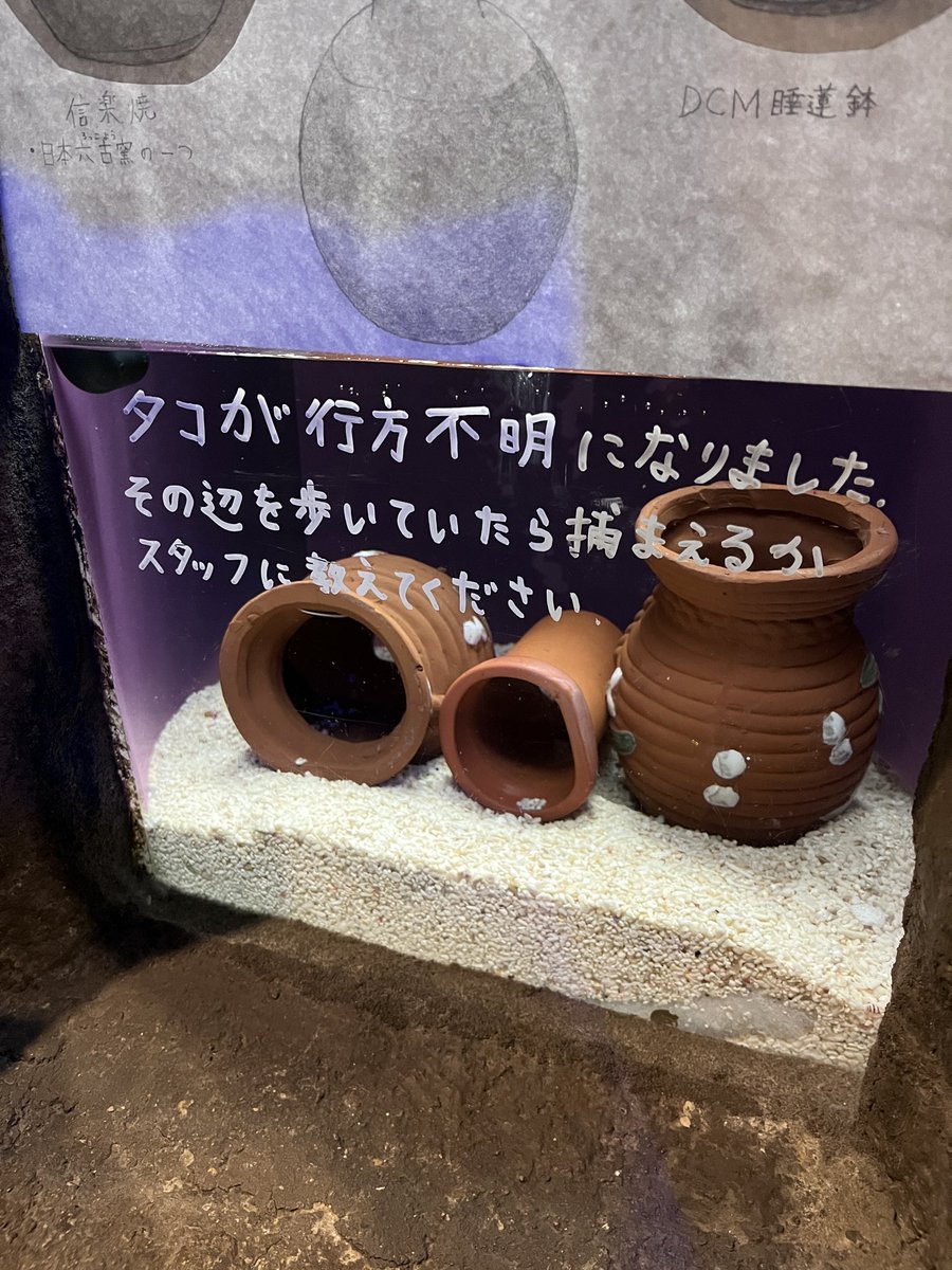 moguranpiaqua's tweet photo. タコを飼育する上で大切なのが脱走対策！
なのですが、今回は飼育経験のあるスタッフも知恵比べに負けたようです🐙
潔い文章
現在捜索中🐙💨　🏃🪣
見つけたらスタッフに教えてね🙇‍♂️ https://t.co/GtAENebvpT