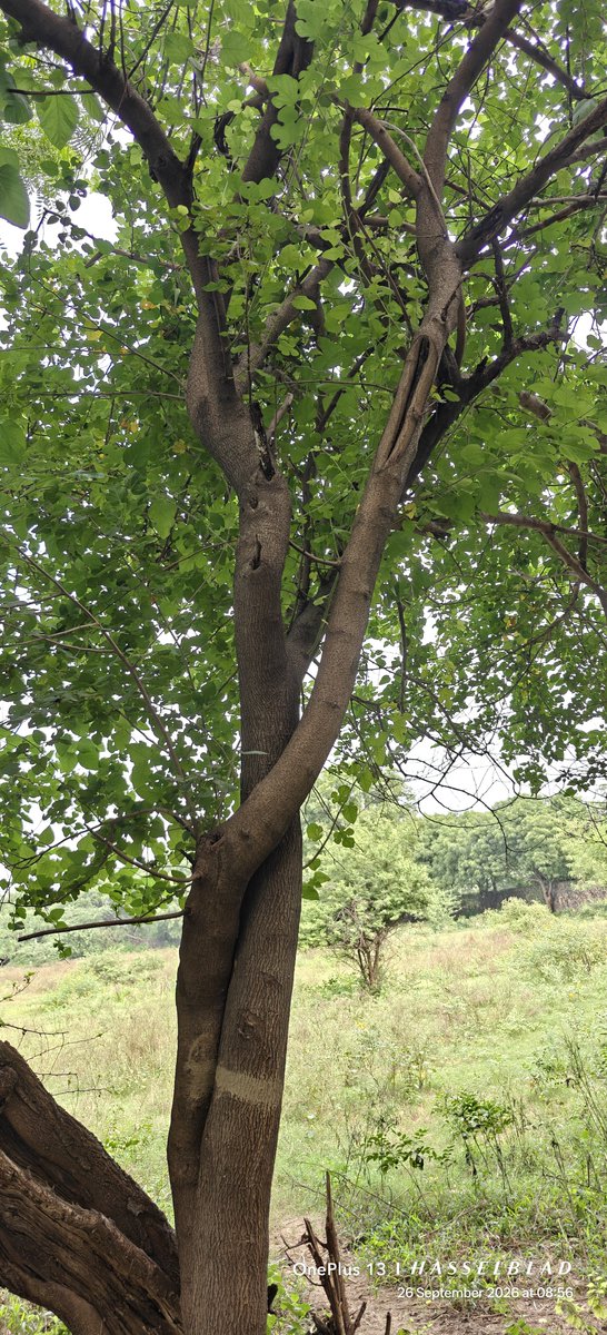WIHUMADS's tweet photo. #Treetime 🌿🌳🌿 https://t.co/UjQQ1D9oB1