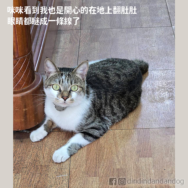 dindindandandog's tweet photo. 【台南大感謝】
第一次去台南擺攤，擺攤三天感受到台南鄉親的熱情！
主辦攤位給的超大！還有電扇跟礦泉水！真的是感動哭😭舞台活動的音樂超好聽~這樣chill的擺攤下次還要！
貨便已經上架了周邊，連結 https://t.co/WLdKNAZ3vO
滿額贈300送春聯(可單買)，600送紅包袋。
感謝對町噹的支持~

#町噹狗生活 https://t.co/W0y6paP1XB