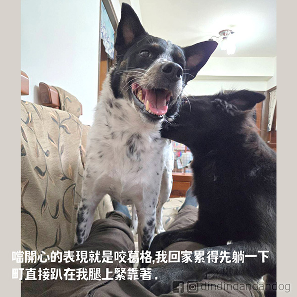 dindindandandog's tweet photo. 【台南大感謝】
第一次去台南擺攤，擺攤三天感受到台南鄉親的熱情！
主辦攤位給的超大！還有電扇跟礦泉水！真的是感動哭😭舞台活動的音樂超好聽~這樣chill的擺攤下次還要！
貨便已經上架了周邊，連結 https://t.co/WLdKNAZ3vO
滿額贈300送春聯(可單買)，600送紅包袋。
感謝對町噹的支持~

#町噹狗生活 https://t.co/W0y6paP1XB