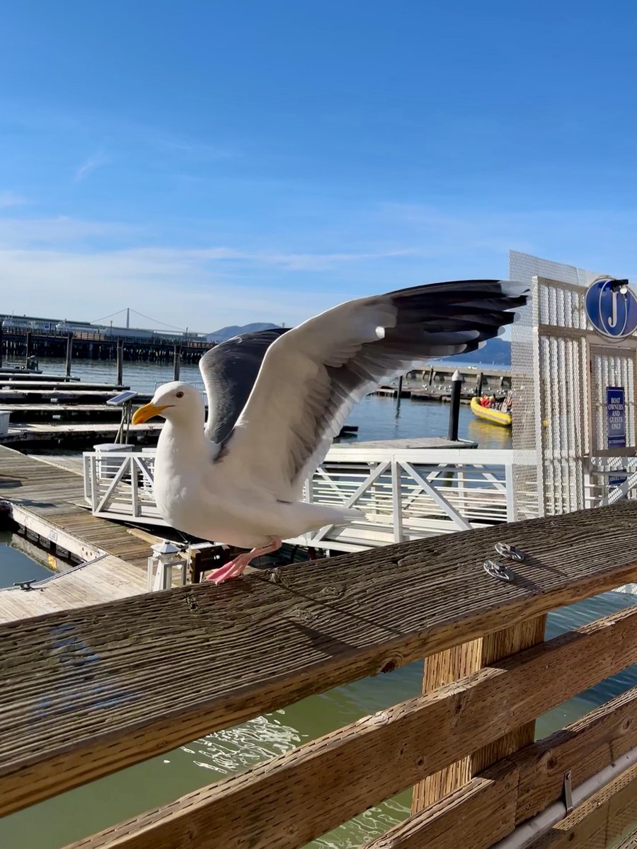 ThoraT14824's tweet photo. On the Golden Gate Bridge, they are responsible for being "blown out by the wind," and at Fisherman's Wharf, they are responsible for being "well-fed and well-hydrated." https://t.co/KaVOD2vBkd
