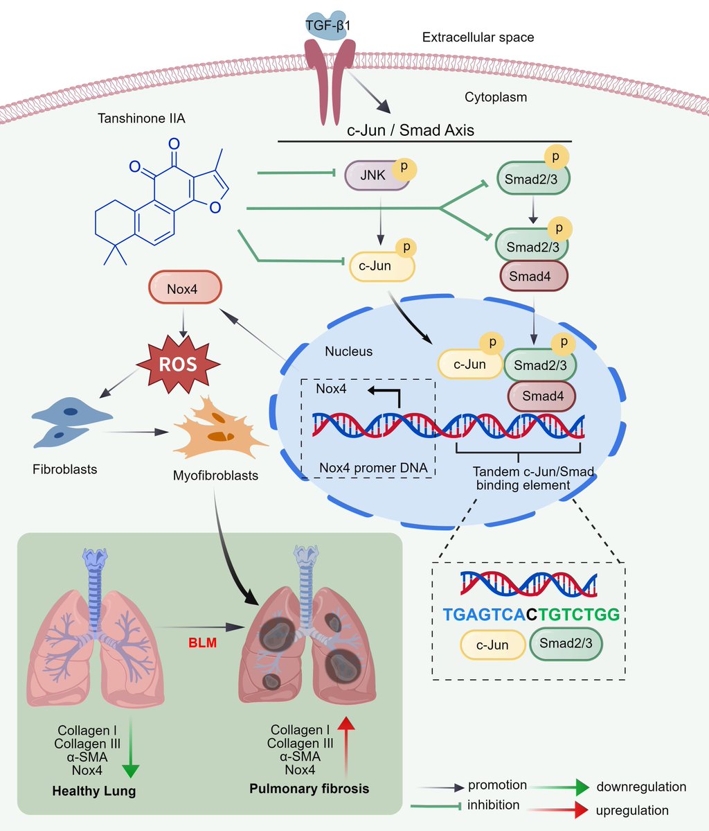 antioxidants_OA's tweet photo. 📩 Tanshinone IIA Attenuates Pulmonary Fibrosis via Dual Inhibition of JNK and Smad Signaling
✍️ Congying Guo, Sheng Ai, and Jun Chen
🔗 https://t.co/xe6uUNtUJJ
#PulmonaryFibrosis #Antioxidants #TanshinoneIIA #JNK #Smad #Nox4 #OxidativeStress #FibrosisResearch https://t.co/JmpM1nHeeb