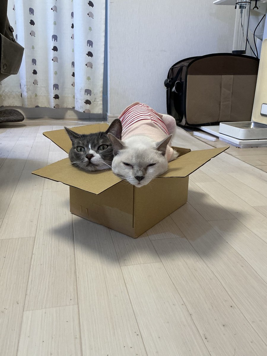 rrn's tweet photo. ひどいと思う https://t.co/viPPQE6A4e