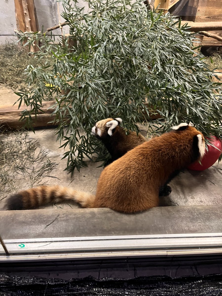 hamurazoo_'s tweet photo. レッサーパンダのきのこは、本日で生後３ヶ月.体重2㎏となりました🎉笹の葉や🍎りんごを口にいれて食べる練習をし始めましたぁ🍏食べ始めたらグングンと大きくなりますよ😉✨#羽村市動物公園   #ヒノトントンZOO #レッサーパンダ #きのこ #仔レッサーパンダ https://t.co/m8ZbEJMxXF