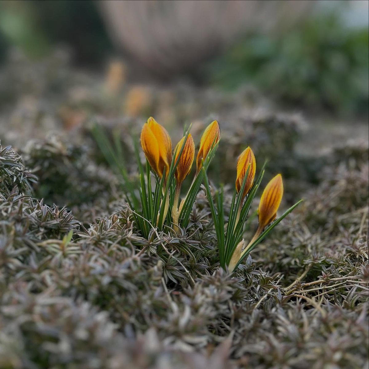 Biichop's tweet photo. A tavasz hírnökei
#crocuschrysanthus #crocus #krókusz #tavasz #ittatavasz🌸 #blühen #flower #☀️ #march #frühlingistda #springiscoming #dunaföldvár #🌼 #gelbeblumen #egyszikűek #lieblingsjahreszeit https://t.co/zB38Uw1ZB3