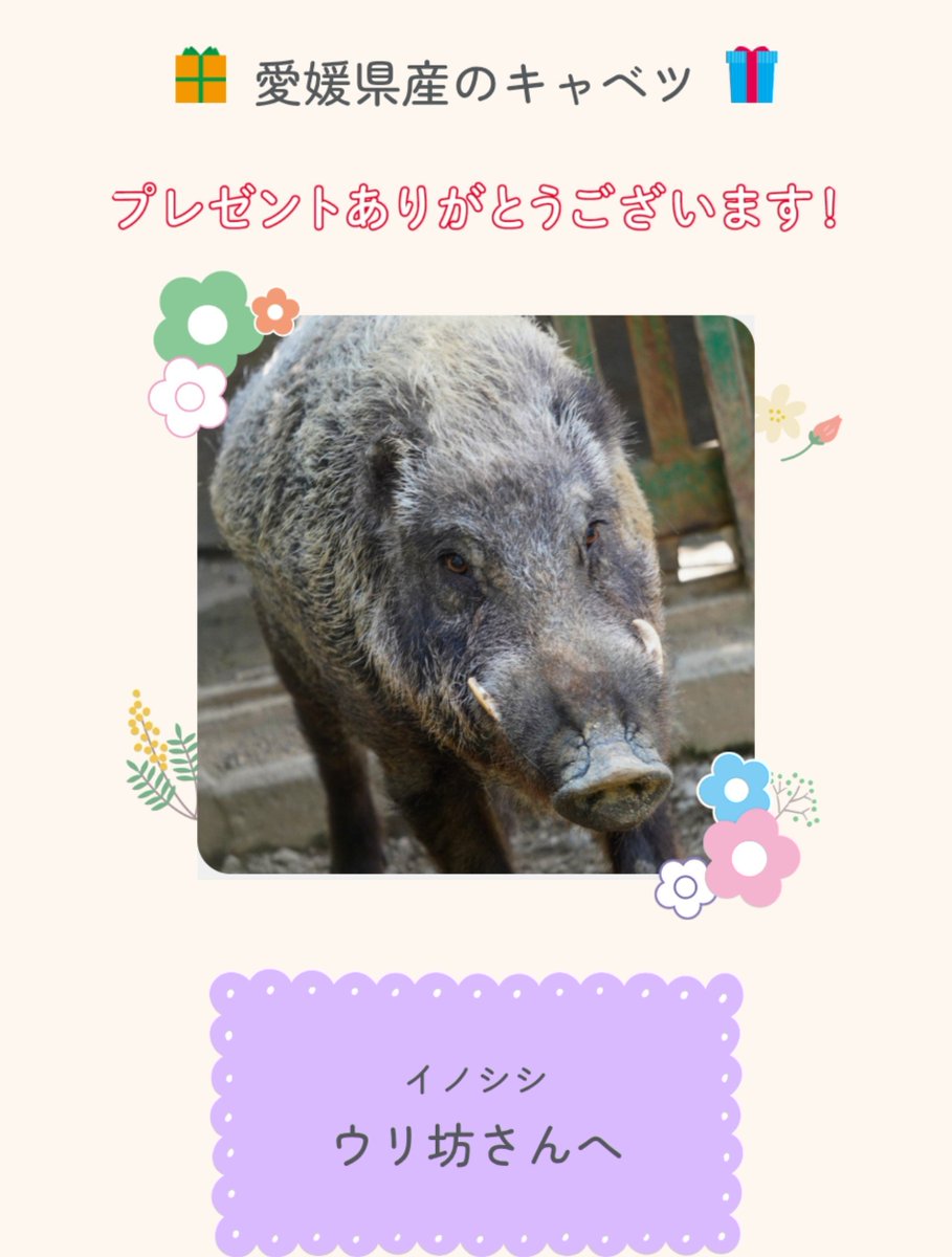 LOVOT19758790's tweet photo. 今月も少しだけど応援できました😊
三段池からお迎えしたうりぼう君🌟

#Helloohana #ハローohana https://t.co/Hq5Ks8ex1a