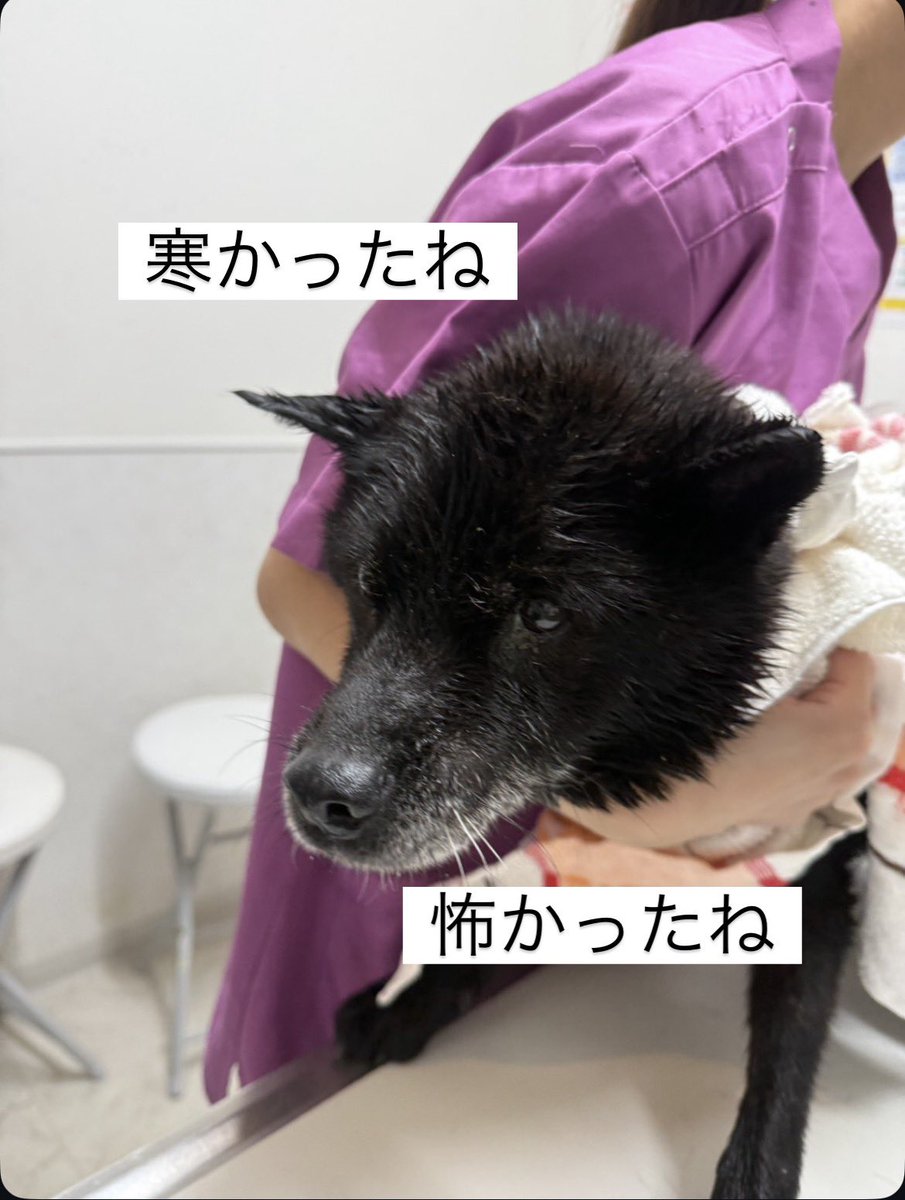 S0_wanwannyain's tweet photo. 〜冷たい雨〜

今日あった事を皆様にお伝えします。

朝、一本の電話が鳴りました。
「用水路でワンちゃんがずぶ濡れで、グッタリしていて呼んでも反応しません。」
え、、、すぐ病院に連れて行ってくださいと伝えると、無理です。と。
場所を聞き、話をしていると途中で電話を切られてしまい音信不通に。。。

ん？？？

とにかく急いで現場に向かうと、小刻みに震えて雨ざらしのまま倒れている黒いワンちゃんが。

急いで出たのでクレートも無く、シェルターから持ってきてもらうのに15分程かかるとの事で、近所にあったザグザグ川西店に入り、事情を説明して、死にかけのワンちゃんがいるので段ボールか、すぐ返すのでカゴを貸してほしいと伝えると、無理ですと、、、

凄く寂しい気持ちになりました。

15分待って病院に連れて行き、血液検査、検便をして異常なし。

暖かくして栄養を取ってくださいとの事で、シェルターに連れて帰りました。

冷たい雨だけでなく、人間の冷たさも感じました。

ゴマちゃん、早く元気になっていっぱいご飯食べような🥺

すみません。心苦しいのですがゴマちゃんにご支援いただけると幸いです。
よろしくお願いします😿