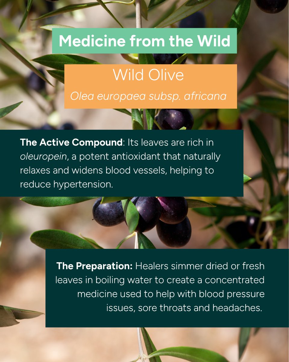 ftfa's tweet photo. Revered as Umnquma, SA's 2026 Tree of the Year has leaf remedies for high blood pressure &amp; fruit once used for ink 🖊️. Today, its berries feed birds like mousebirds &amp; barbets! 🐦 #ArborMonth #TreeOfTheYear2026 #WildOlive #FTFA https://t.co/QfQUzyFWZ7