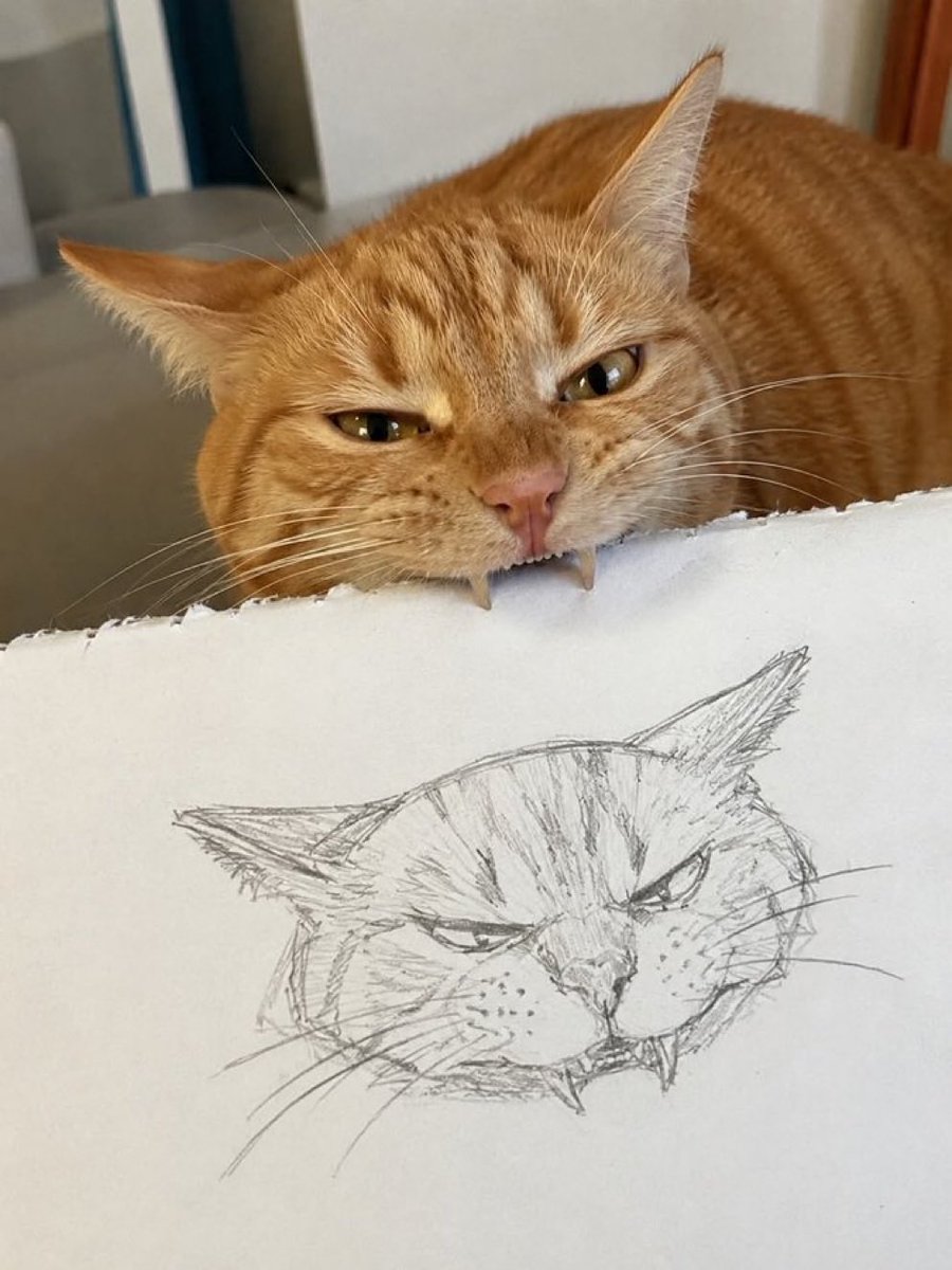 cutestscats's tweet photo. https://t.co/thd2tgXzKA