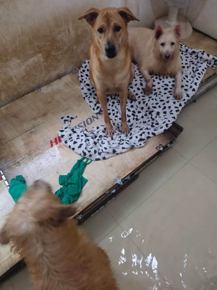malimalineee's tweet photo. 🆘 ช่วยด้วยค่ะด่วนค่ะ🆘 #ตอนนี้จะไม่มีที่อยู่แล้วค่ะ 
น้ำท่วม เคหะร่มเกล้า ตอนนี้พอจะมีตึก ชั้น 2 ชั้น 3 ให้เช่าบ้างไหมคะ หมา 6 ตัวคน 2 คนค่ะ ลำบากมากค่ะ ขอความช่วยเหลือใครมีพื้นที่ชั้น 2 ชั้น 3 ที่พอจะให้เช่าบ้างได้ไหมคะ จะเป็นบ้านเช่า2ชั้นเป็นตึกอะไรก็ได้ค่ะตอนนี้

☎️☎️ ขนิษฐา เทศสบาย 082-058-3073 ตำตำ 
เคหะร่มเกล้า 27 แยก 7 แยก 7-13-3📍📍📍

https://t.co/QPtvtqAcPo