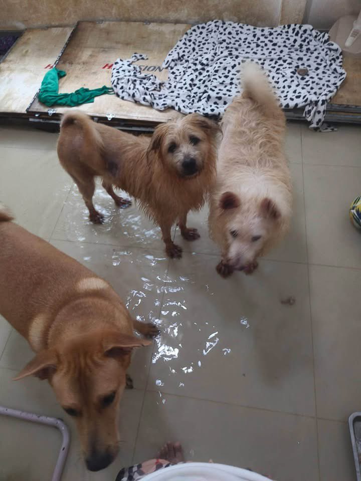 malimalineee's tweet photo. 🆘 ช่วยด้วยค่ะด่วนค่ะ🆘 #ตอนนี้จะไม่มีที่อยู่แล้วค่ะ 
น้ำท่วม เคหะร่มเกล้า ตอนนี้พอจะมีตึก ชั้น 2 ชั้น 3 ให้เช่าบ้างไหมคะ หมา 6 ตัวคน 2 คนค่ะ ลำบากมากค่ะ ขอความช่วยเหลือใครมีพื้นที่ชั้น 2 ชั้น 3 ที่พอจะให้เช่าบ้างได้ไหมคะ จะเป็นบ้านเช่า2ชั้นเป็นตึกอะไรก็ได้ค่ะตอนนี้

☎️☎️ ขนิษฐา เทศสบาย 082-058-3073 ตำตำ 
เคหะร่มเกล้า 27 แยก 7 แยก 7-13-3📍📍📍

https://t.co/QPtvtqAcPo