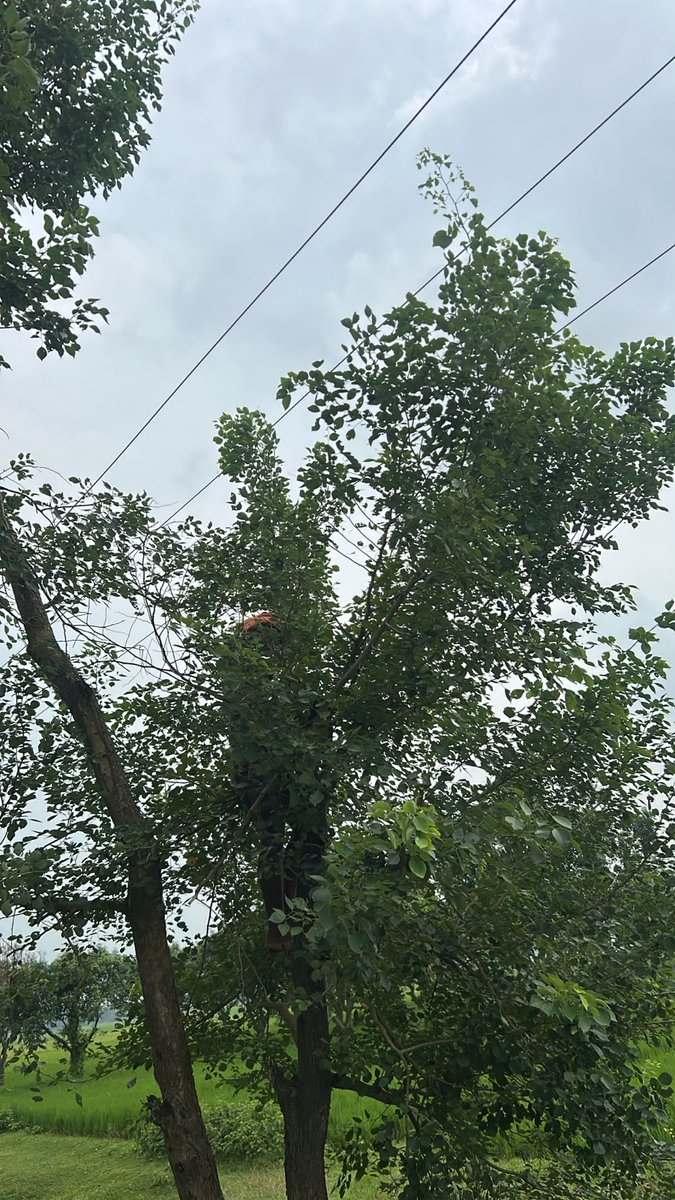 esdpurnea_west's tweet photo. Tree Pruning 11KV Chanka feeder, Srinagar under ESD Purnea @SEVA_NBPDCL @SEVA_SBPDCL @SEVA_BSPTCL @SEVA_BSPGCL @EnergyBihar https://t.co/XUFQpU1jJH