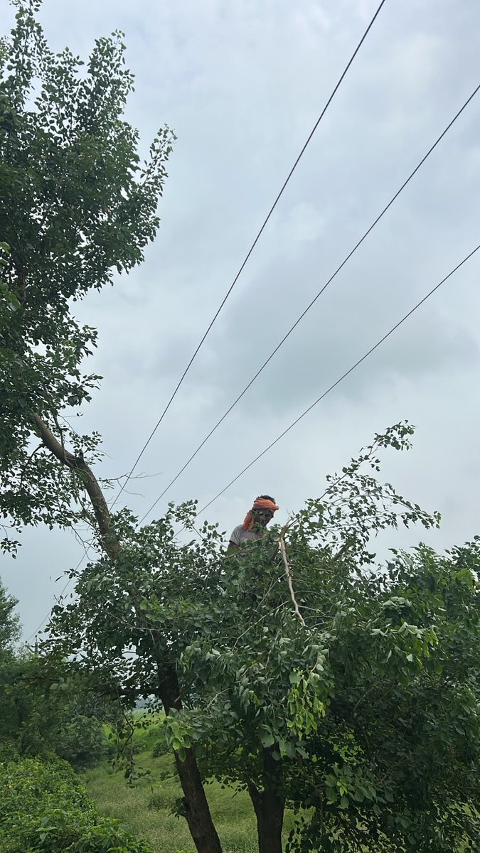 esdpurnea_west's tweet photo. Tree Pruning 11KV Chanka feeder, Srinagar under ESD Purnea @SEVA_NBPDCL @SEVA_SBPDCL @SEVA_BSPTCL @SEVA_BSPGCL @EnergyBihar https://t.co/XUFQpU1jJH