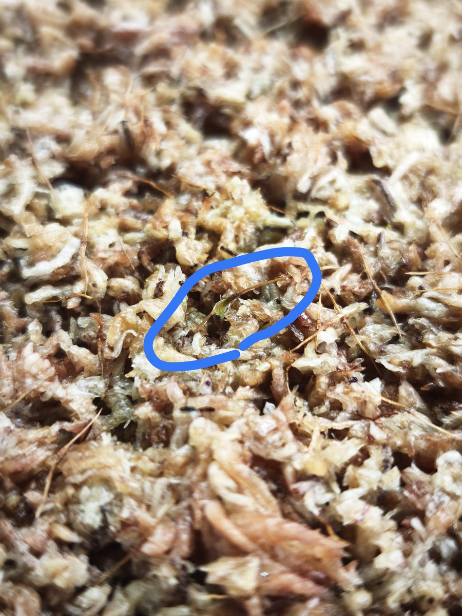 semiswallow's tweet photo. 栽培メモ

2026/09/28 (Ed. x Ven.) x Ed. 発芽確認🥳

水滴で見辛いけど、確かに一つ発芽してる！！！

最近はLED9h程度、22-27℃、蓋あり

もう一つの容器はほんの少し水苔の緑・キノコバエが確認できて不安 https://t.co/pJptILDJW0