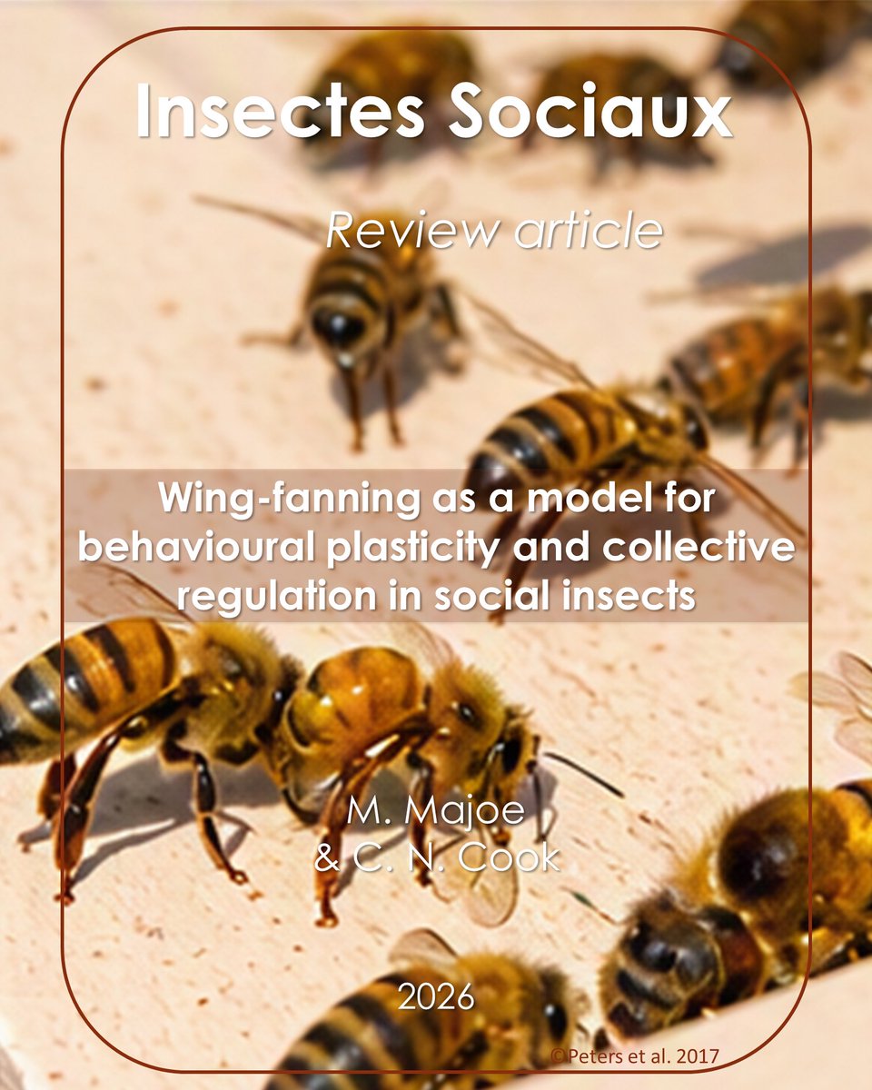 InsSociaux's tweet photo. New review article! 📚

@Ants_ee_thesis &amp; @PhDBee argue that wing-fanning is a  plastic behaviour that can serve as a model system to understand how insect societies respond to the environment 🌬️
🔗 https://t.co/3SBv2THSeQ

#SocialInsects #Plasticity #Thermoregulation  #Biology https://t.co/rEofxzMVhG