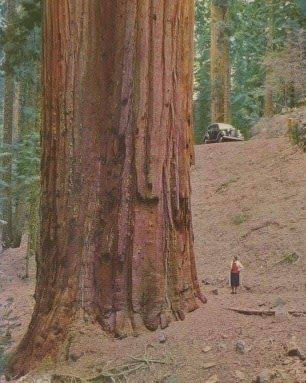 Hana_b30's tweet photo. This is how big a redwood is. https://t.co/vbr8tEYgKy
