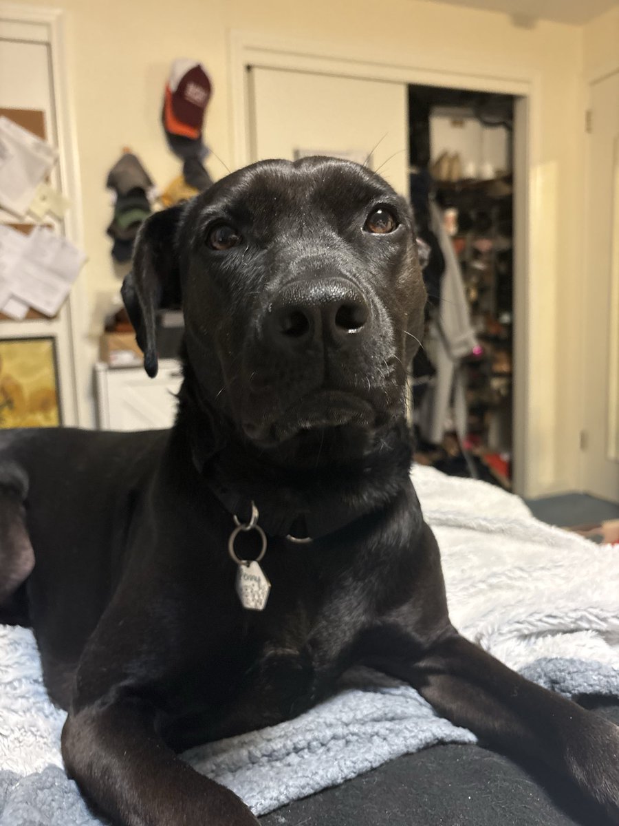 Fael0r's tweet photo. @dearrdevon This is my baby Penny https://t.co/ERcNTLWTgC