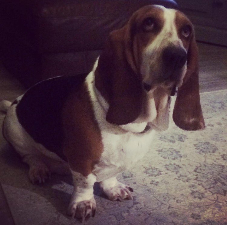 Teeen71's tweet photo. @PhilSledge Augustus (Gus) crossed on 4th May this year, still absolutely heartbroken 💔 https://t.co/N7Qp2tP6mR