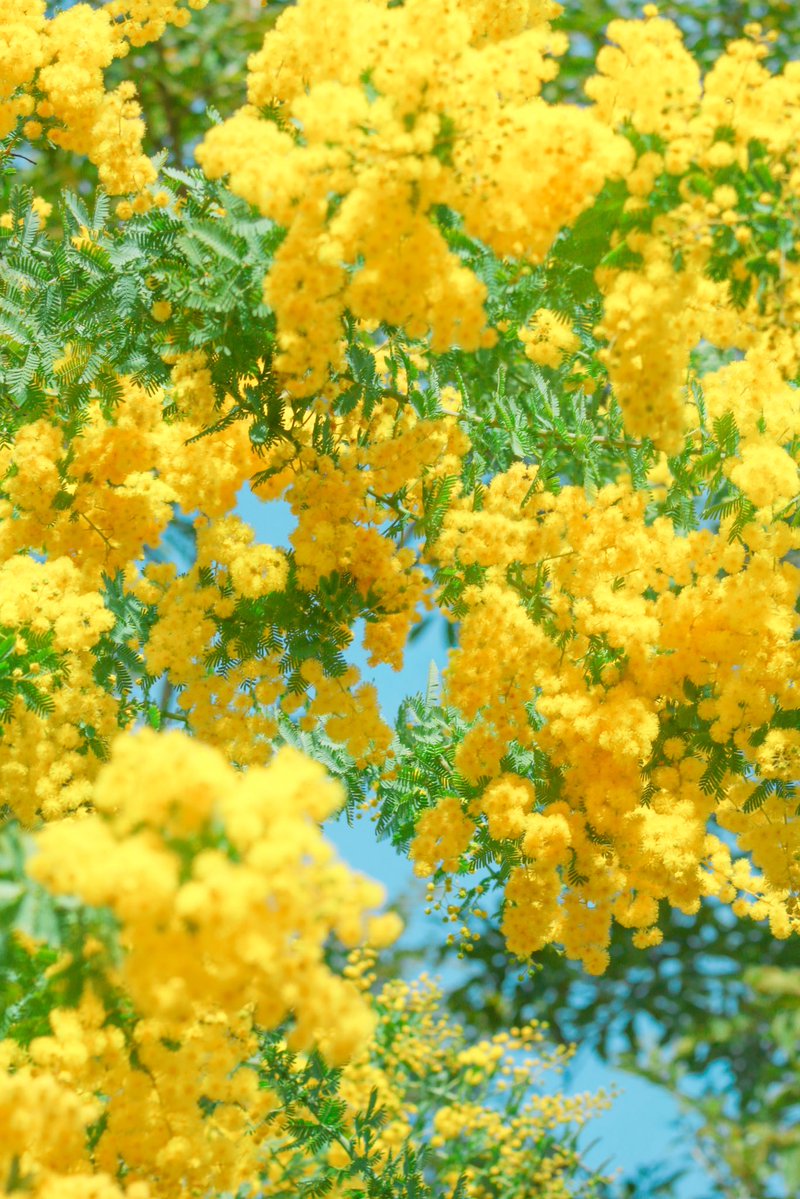 66___boc's tweet photo. 願わくばミモザがあなたの心を
ほんの少しだけ明るくしてくれますように🌼 https://t.co/JHzVcJnvGA