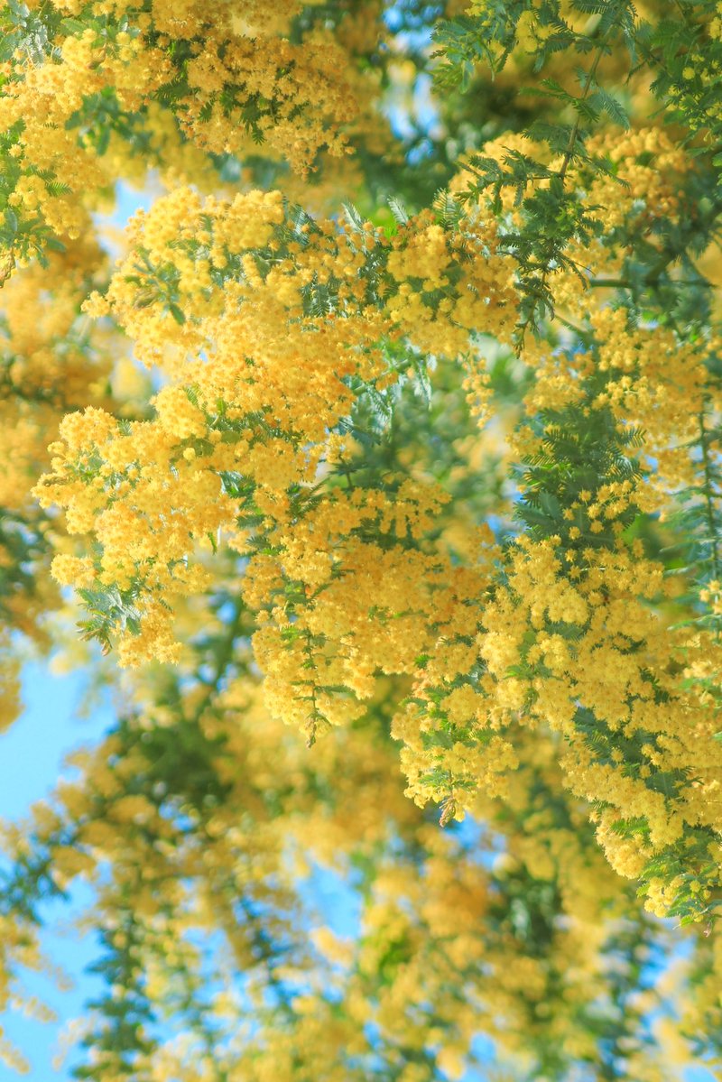 66___boc's tweet photo. 願わくばミモザがあなたの心を
ほんの少しだけ明るくしてくれますように🌼 https://t.co/JHzVcJnvGA