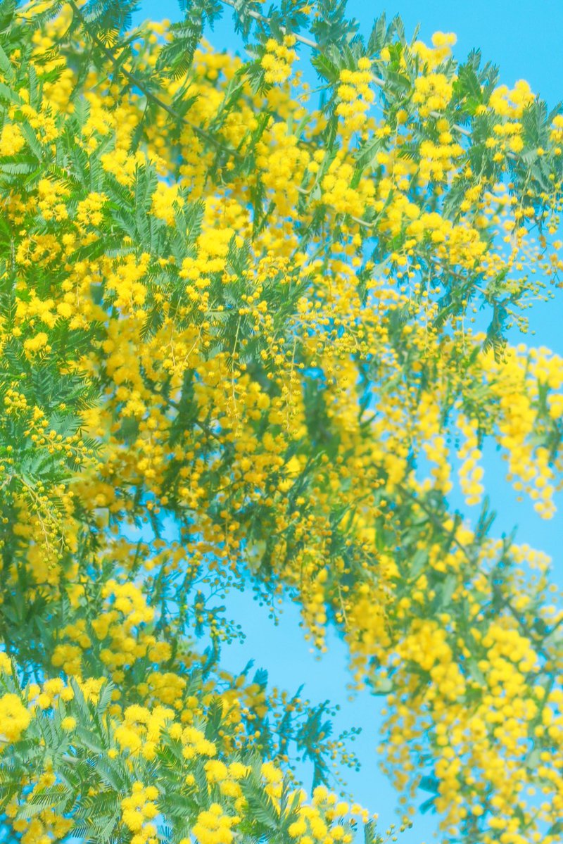 66___boc's tweet photo. 願わくばミモザがあなたの心を
ほんの少しだけ明るくしてくれますように🌼 https://t.co/JHzVcJnvGA