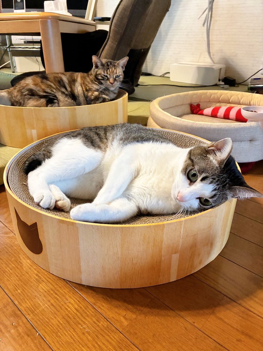chakohakulog's tweet photo. そんなにわかりやすく拗ねんでも。 https://t.co/B1dZcrfuNA