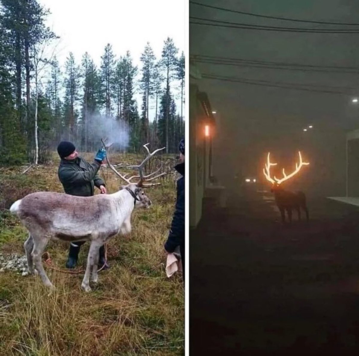 Rainmaker1973's tweet photo. In Finland, farmers use reflective paint on deer antlers to make wildlife more visible at night and reduce accidents https://t.co/s7VdGL5b0N