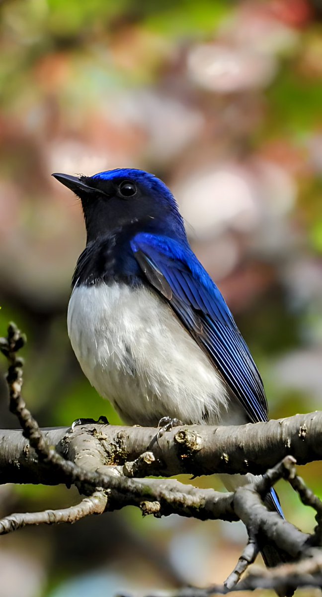 Kingfis48508472's tweet photo. 幸せの青を詰め込みました💙 
オオルリハッピーセット🐦️✨
#オオルリ https://t.co/VwOZMdeUBl
