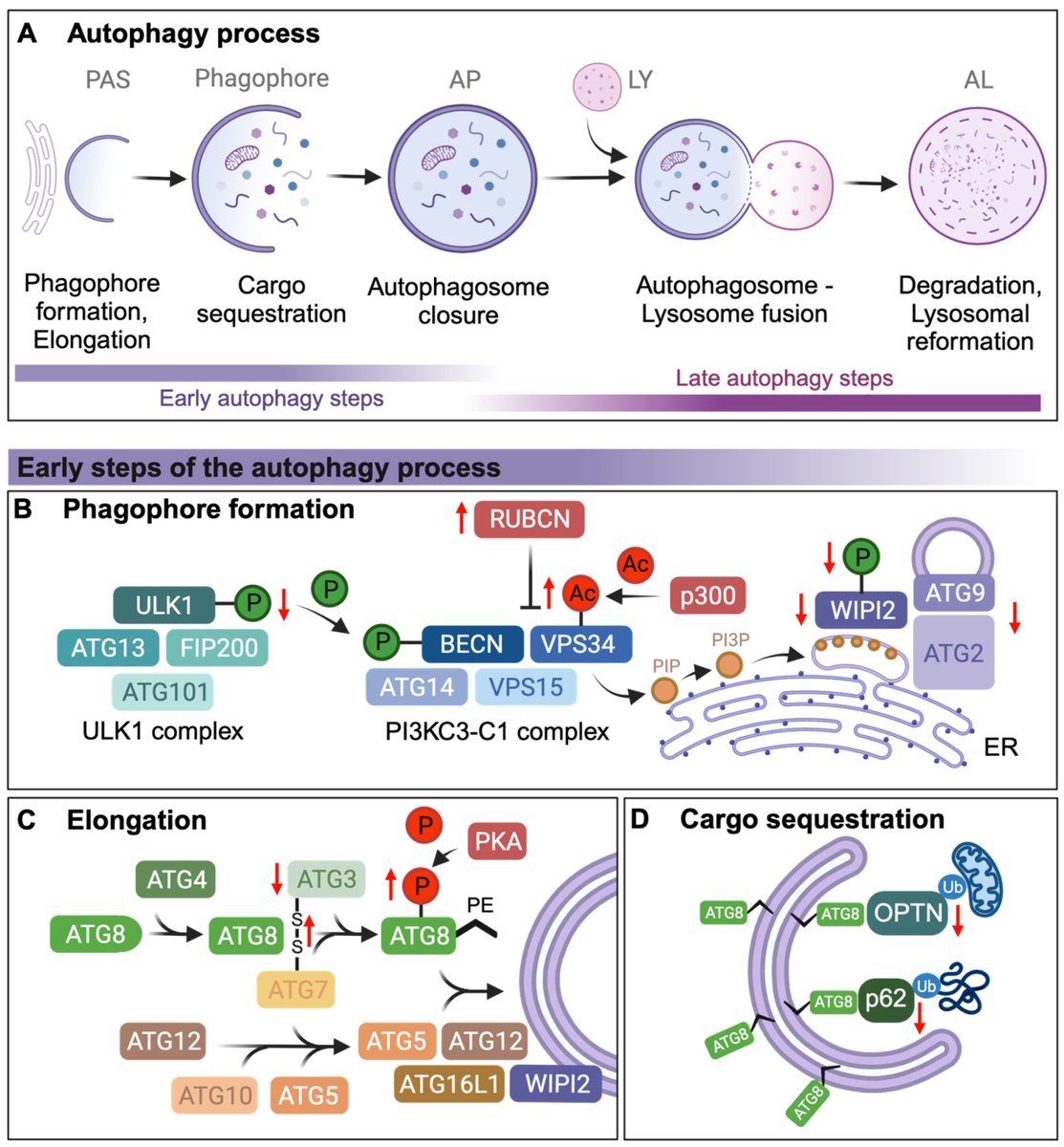 Cells_MDPI's tweet photo. 📢 #CallforReading #HighlyCitedPaper #Autophagy

🔬 𝗠𝗼𝗹𝗲𝗰𝘂𝗹𝗮𝗿 𝗠𝗲𝗰𝗵𝗮𝗻𝗶𝘀𝗺𝘀 𝗼𝗳 𝗔𝘂𝘁𝗼𝗽𝗵𝗮𝗴𝘆 𝗗𝗲𝗰𝗹𝗶𝗻𝗲 𝗱𝘂𝗿𝗶𝗻𝗴 𝗔𝗴𝗶𝗻𝗴

📖 Explore the full paper: https://t.co/EFkM8mEt1B https://t.co/opNiqgJA59