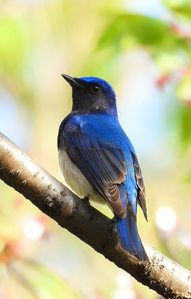Kingfis48508472's tweet photo. 幸せの青を詰め込みました💙 
オオルリハッピーセット🐦️✨
#オオルリ https://t.co/VwOZMdeUBl