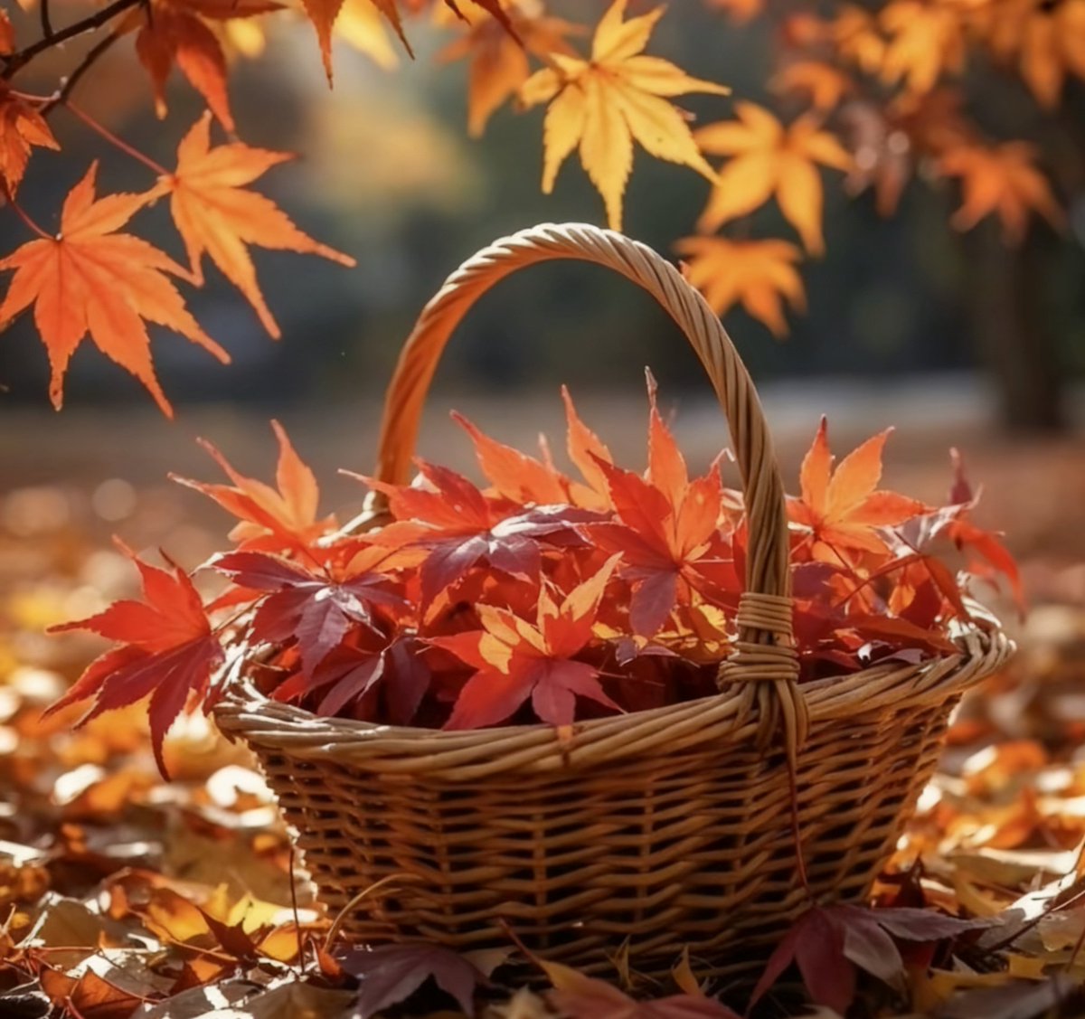 vzntrin508's tweet photo. Chilly morning breeze + golden fallen leaves = perfect autumn walk , https://t.co/x5UYxC2Yuc