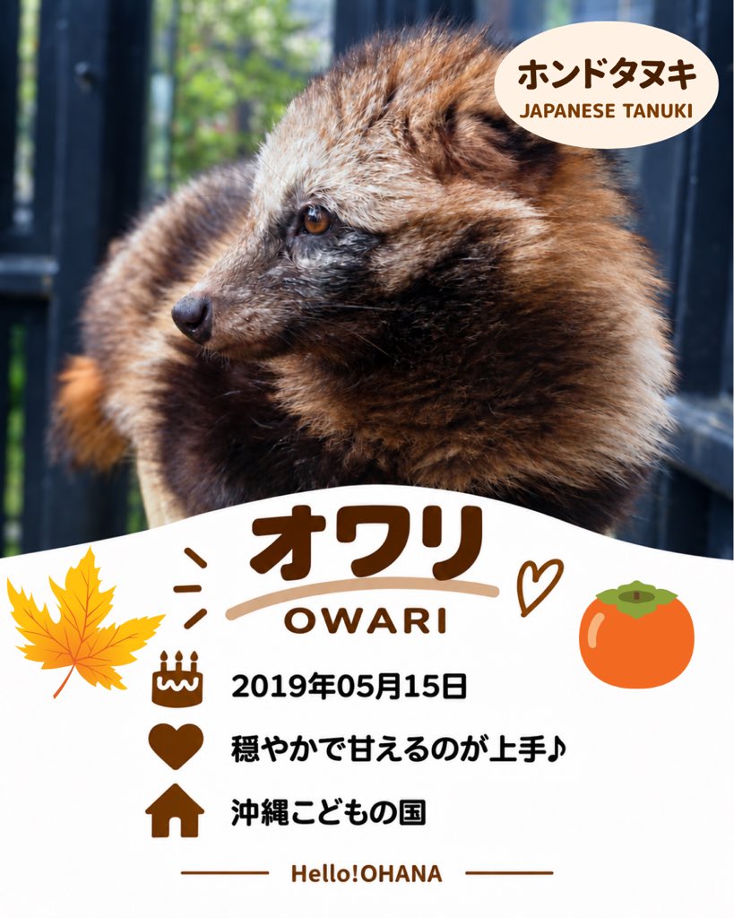 helloohana_'s tweet photo. #ホンドタヌキ オワリさんです🍁🦝🤎

オワリ(尾張)さんはミカワさん(三河)と
兄弟ですが、性格は結構違います🤭🍄

オワリさんは甘えるのが上手でお部屋に
早く帰りたいおっとりさんです🏡🌛🌺
https://t.co/oxy7mOu7VS https://t.co/VifgRrG08X