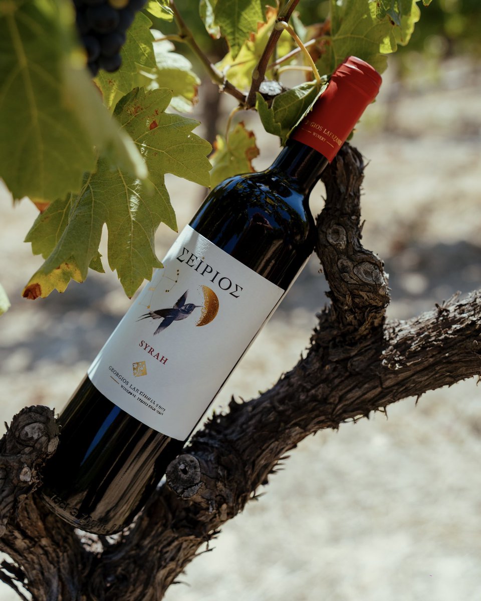 GeorgiosLafazan's tweet photo. Seirios. From sun-soaked vines to the quiet depths of the cellar, each bottle carries the character of its place.

#GeorgiosLafazanisWinery #WinesOfGreece #Winery #GreekWine #Wine https://t.co/uceePk3CsO