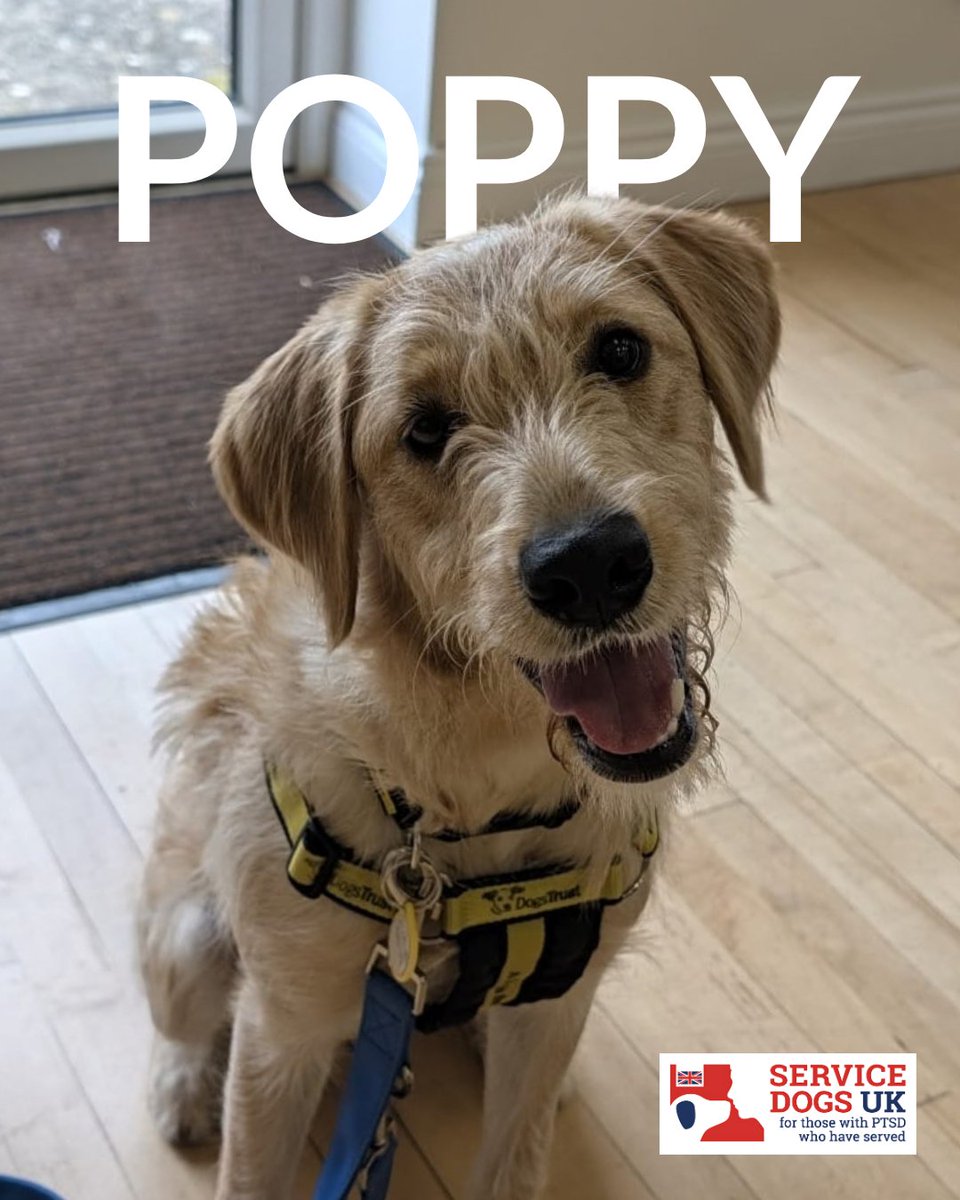 ServiceDogsUK's tweet photo. Meet Poppy, our newest recruit!

Poppy is a sociable girl who loves meeting new people and dogs. She’s eager to learn, quick to pick up new tasks and, when the adventures are over, just as happy to relax and recharge!

Sponsor Poppy from just £1 a week: https://t.co/H1RoLezv6u https://t.co/qNcNHjRnAy