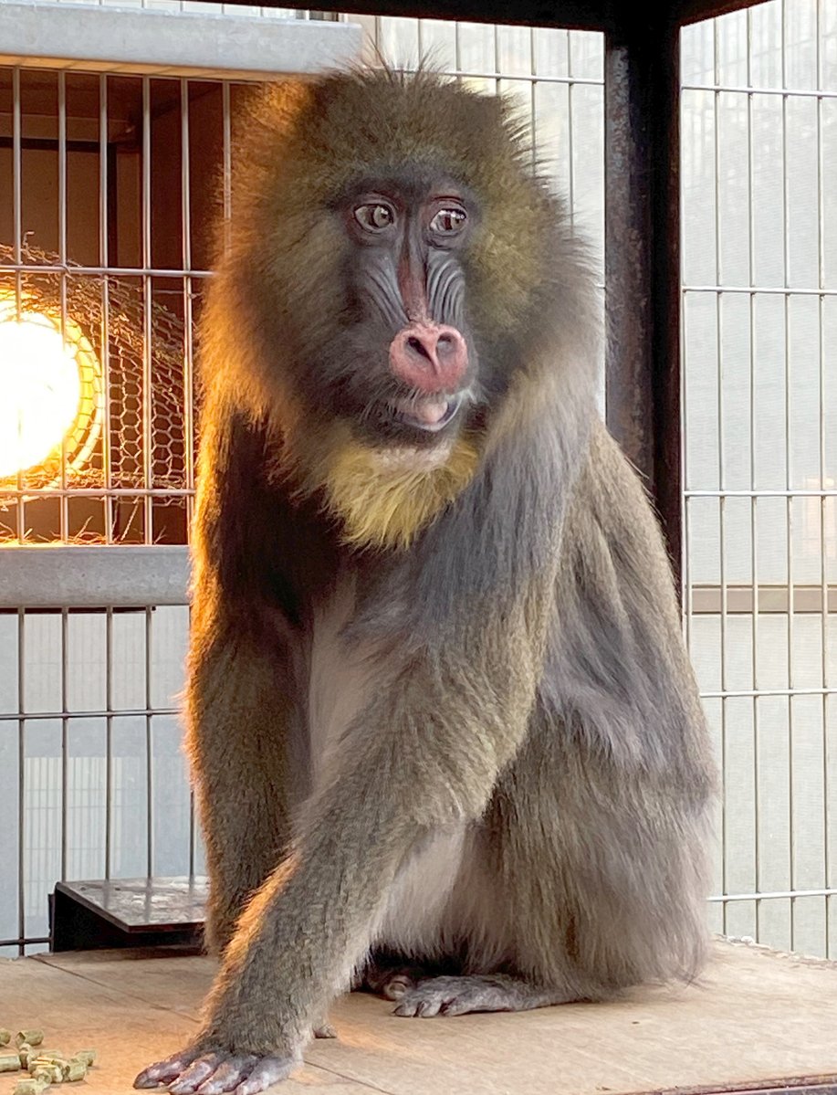 ichikawa_zoo's tweet photo. 【お知らせ】
マンドリルの「ジョディ(♀35歳)」が9/27に亡くなりました。
10/3に36回目の誕生日を迎えるはずでした。
https://t.co/OfPcX9cmEh

明日9/29(火)より獣舎前に献花台を設置いたします。
謹んでお知らせいたします。

#市川市動植物園 https://t.co/poBAi06z4U