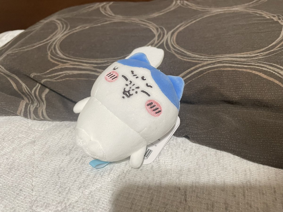 morton3821's tweet photo. 昨日出先で見つけて衝動買いしたハチワレ https://t.co/6eJer63O7J
