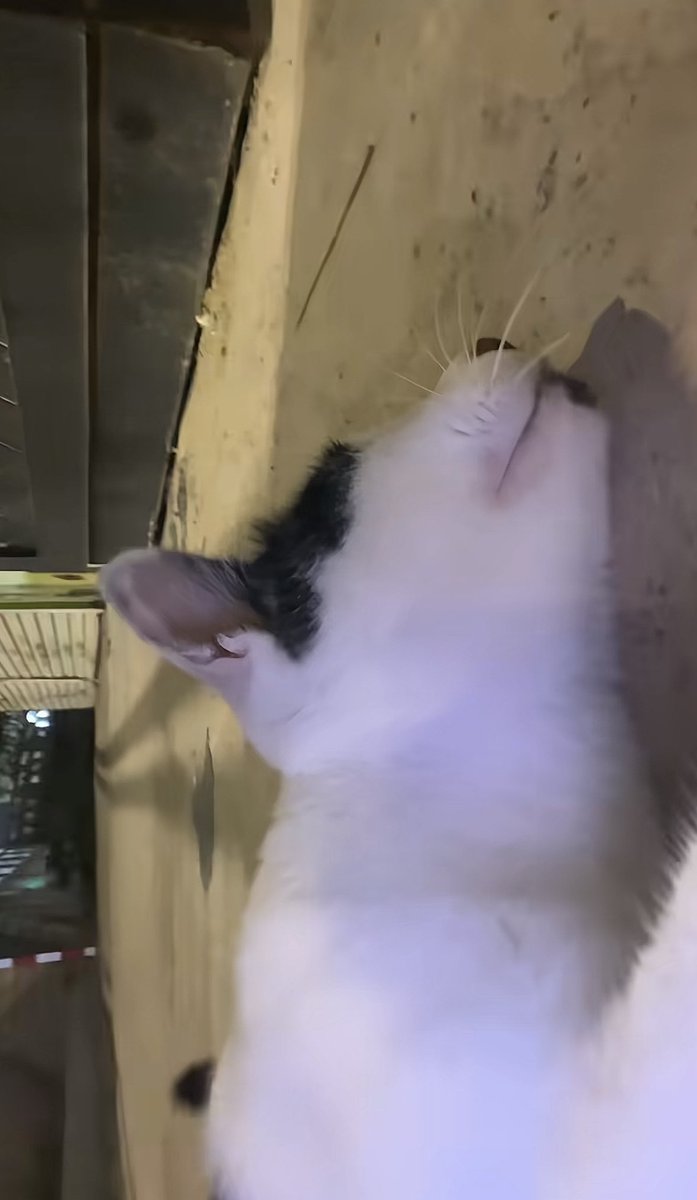 Connor55zo's tweet photo. 咪咪🐱：当生活痛击了我们怎么办？🧐咪咪🐱：那不妨倒头就睡试一试！😎 https://t.co/bdwDwKJt6Q