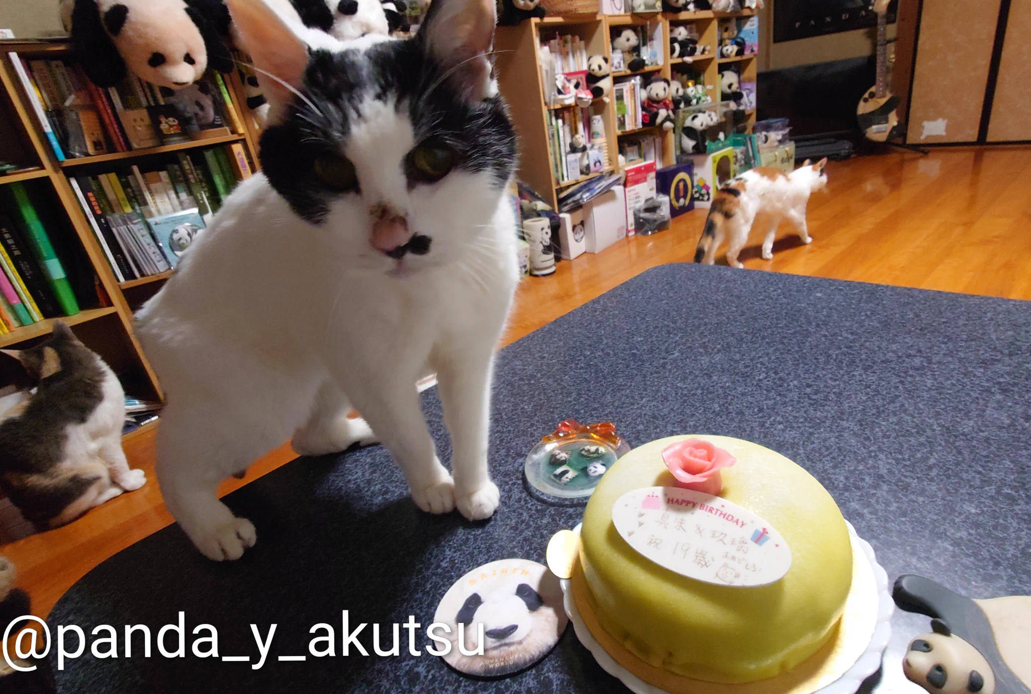 大熊猫太【阿久津 優 Akutsu Yu】 on X: 