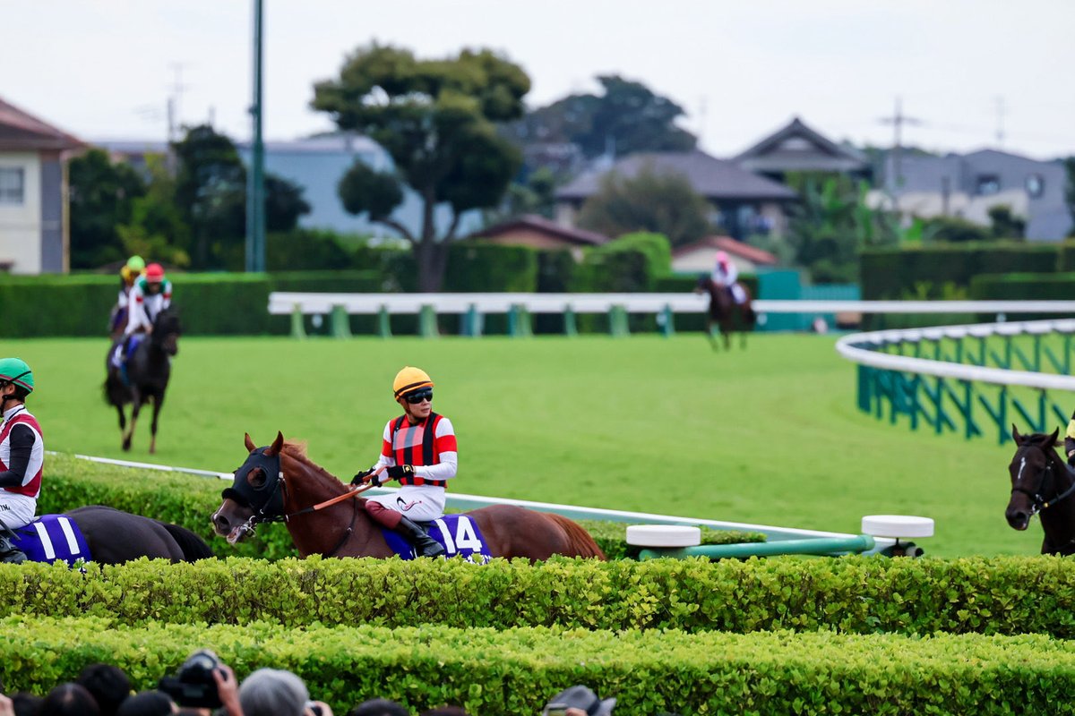 _mtmtkkn_'s tweet photo. 2026.09.27

連覇を夢見たスプリンターズステークス

結果は悔しすぎるものだったけど、年齢を全く感じさせない姿と走りに感動しました.ᐟ.ᐟ

お疲れ様でしたִ ࣪𖤐

#ウインカーネリアン
#三浦皇成 騎手 https://t.co/BTi6WFLX38