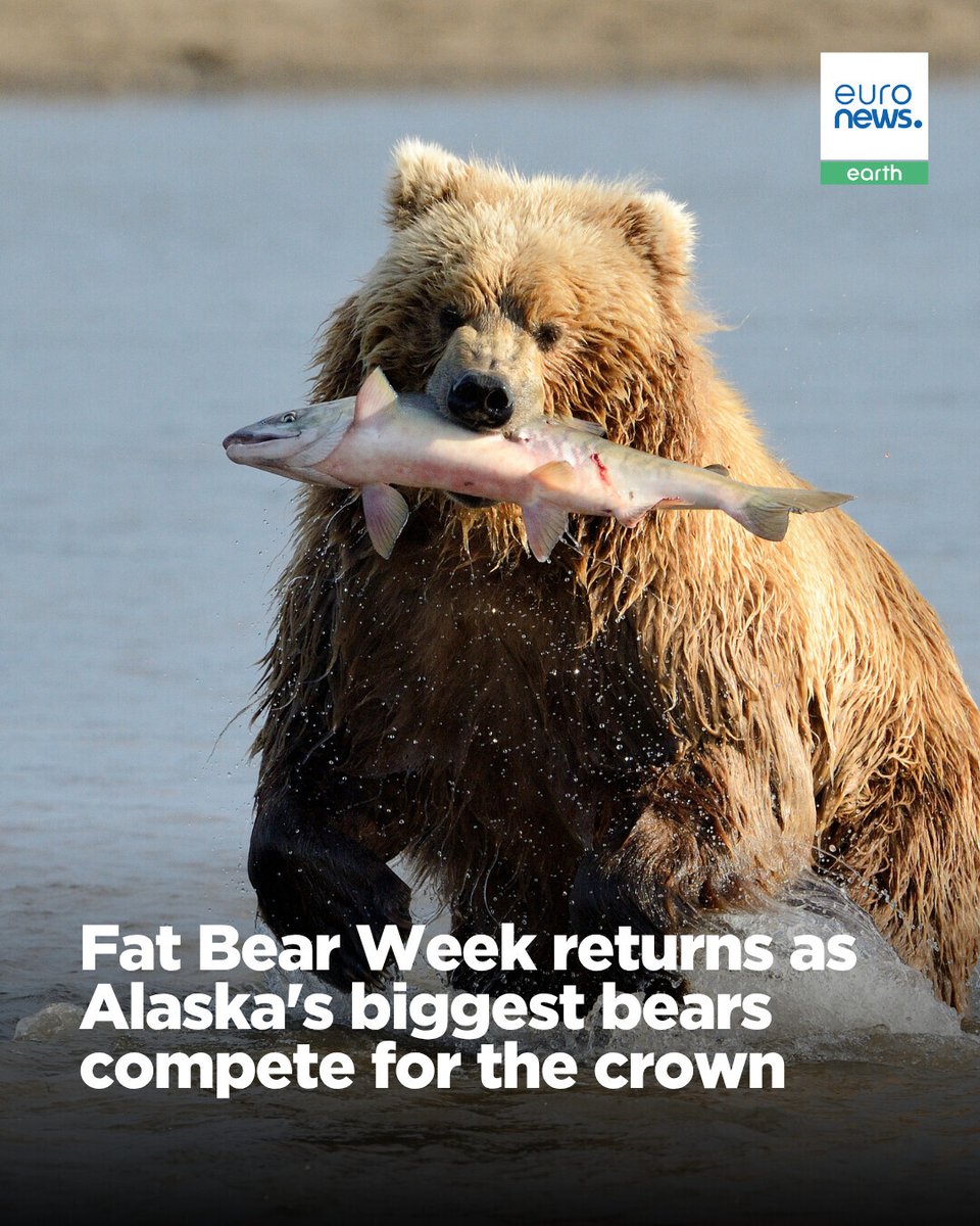 euronewsgreen's tweet photo. Online voting has opened for Fat Bear Week, the annual competition celebrating the brown bears of Alaska's Katmai National Park and Preserve.

Last year's winner, Chunk, reportedly weighed 544 kilograms when he won last year's contest.

Read more at https://t.co/Sf0llQQlcg. https://t.co/ucF16hwDFZ