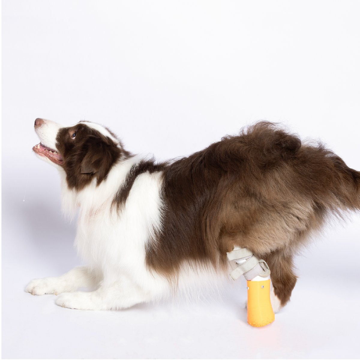 Kexcelled_3D's tweet photo. 3Dプリントが、ペット義肢のリアルな解決策に。🐾
Kexcelledの「Running Again」が2026 Pet Fair Asia Maker Design Competitionで受賞。

半被覆型ペット義肢（遠位切断版）は、残肢・体重・関節可動域に合わせて個別設計。

PLA/PETG/TPU〜PEEKの素材が個別適合を支える。

#3Dプリント #Kexcelled https://t.co/tnVzpsWHaL