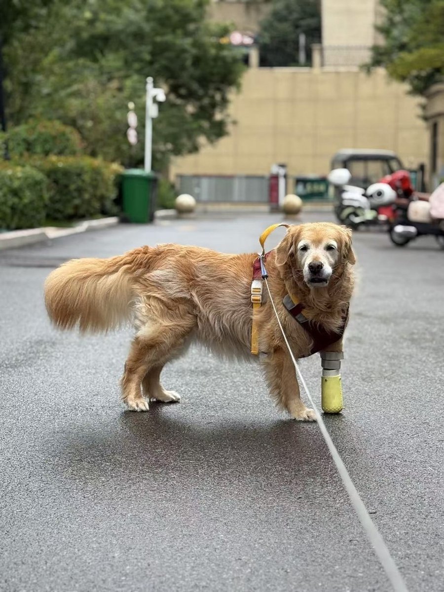 Kexcelled_3D's tweet photo. 3Dプリントが、ペット義肢のリアルな解決策に。🐾
Kexcelledの「Running Again」が2026 Pet Fair Asia Maker Design Competitionで受賞。

半被覆型ペット義肢（遠位切断版）は、残肢・体重・関節可動域に合わせて個別設計。

PLA/PETG/TPU〜PEEKの素材が個別適合を支える。

#3Dプリント #Kexcelled https://t.co/tnVzpsWHaL