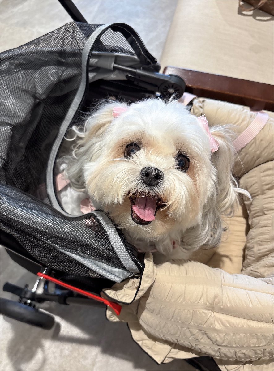 otomelody_0106's tweet photo. アウトレットに犬を連れて行くの承認欲求でもなんでもないよんいつも犬と入れないお店に犬と入れてかいぬしも犬も嬉しいからだよん

これどっちがいいと思う？って音に話しながら買い物できるし https://t.co/XIOBJ4qjGI