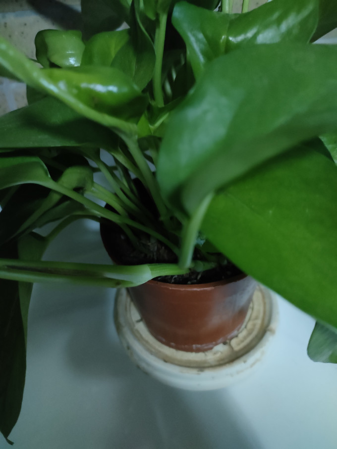46edbrix615's tweet photo. Keep your pothos happy with bright indirect light + weekly water when soil feels dry. No fuss, grows like a charm—perfect for new plant parents!， https://t.co/L7aoggJ0jZ