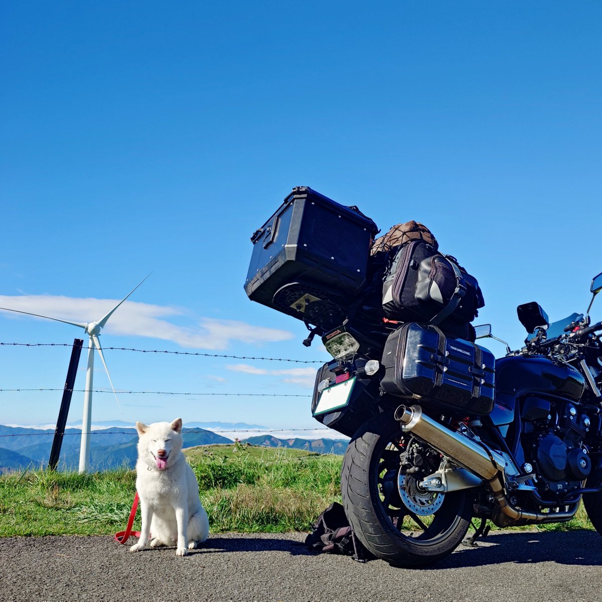 capi_okapi's tweet photo. 白柴キャンツー1355km②
〜天狗高原・四国カルスト編〜

#柴犬 #四国カルスト #天狗高原 #絶景 #shibainu https://t.co/8qYmvtdpwW